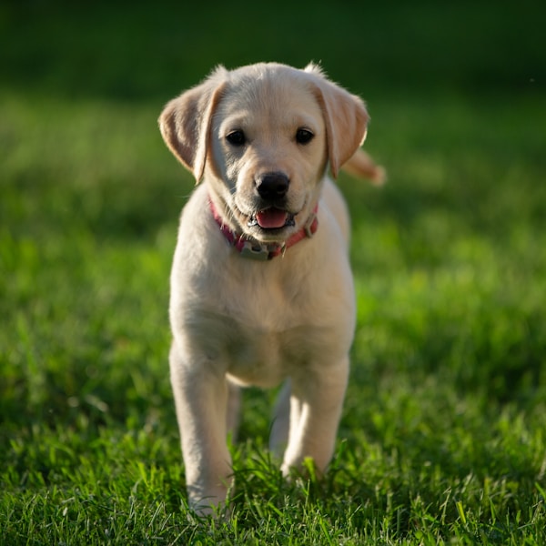 Example photo of a puppy